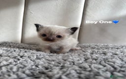 Ragdoll cats for sale: Five Beautiful Pure Breed Ragdoll Kittens🤍 - Image 19