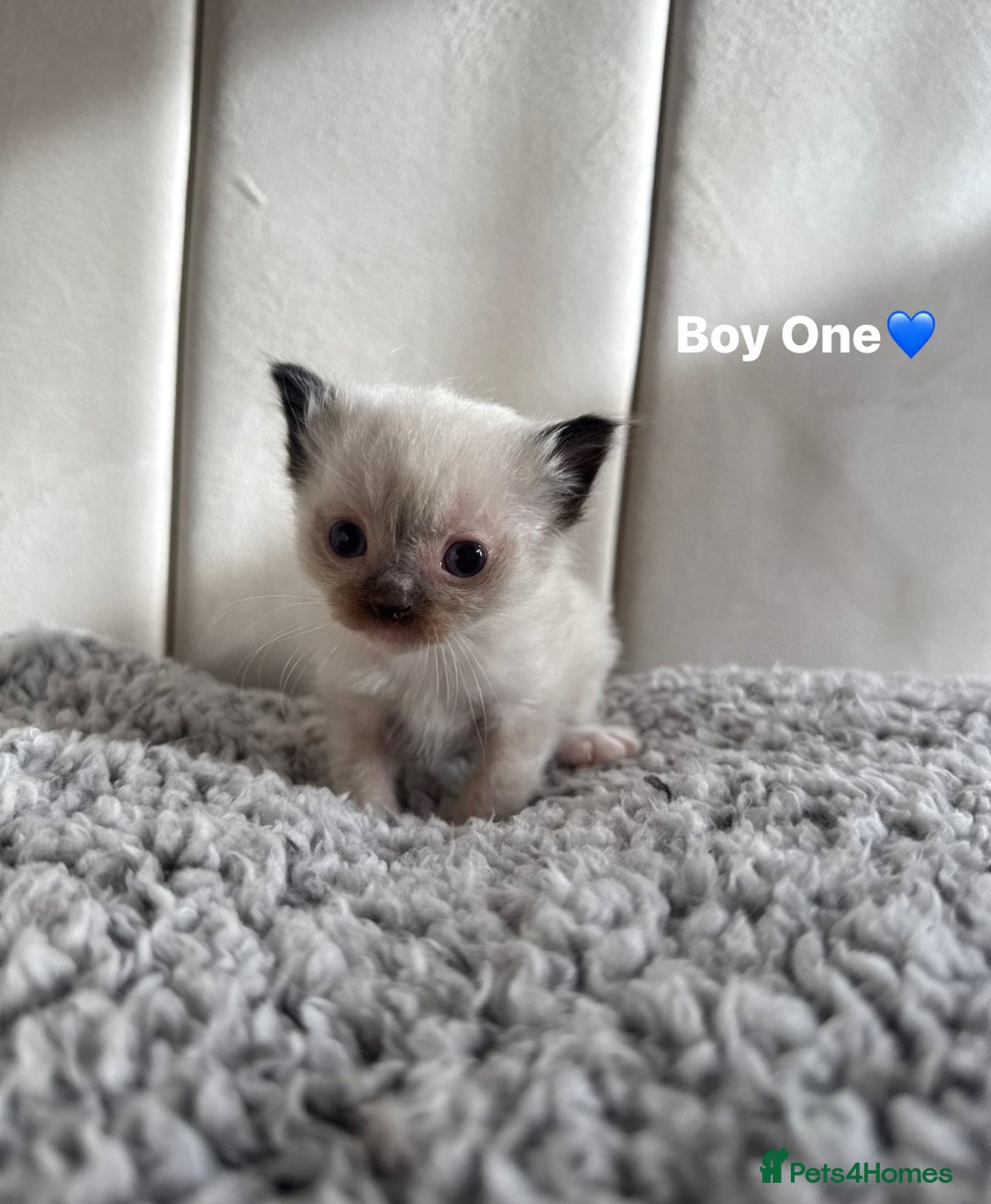 Ragdoll cats for sale: Five Beautiful Pure Breed Ragdoll Kittens🤍 - Image 19