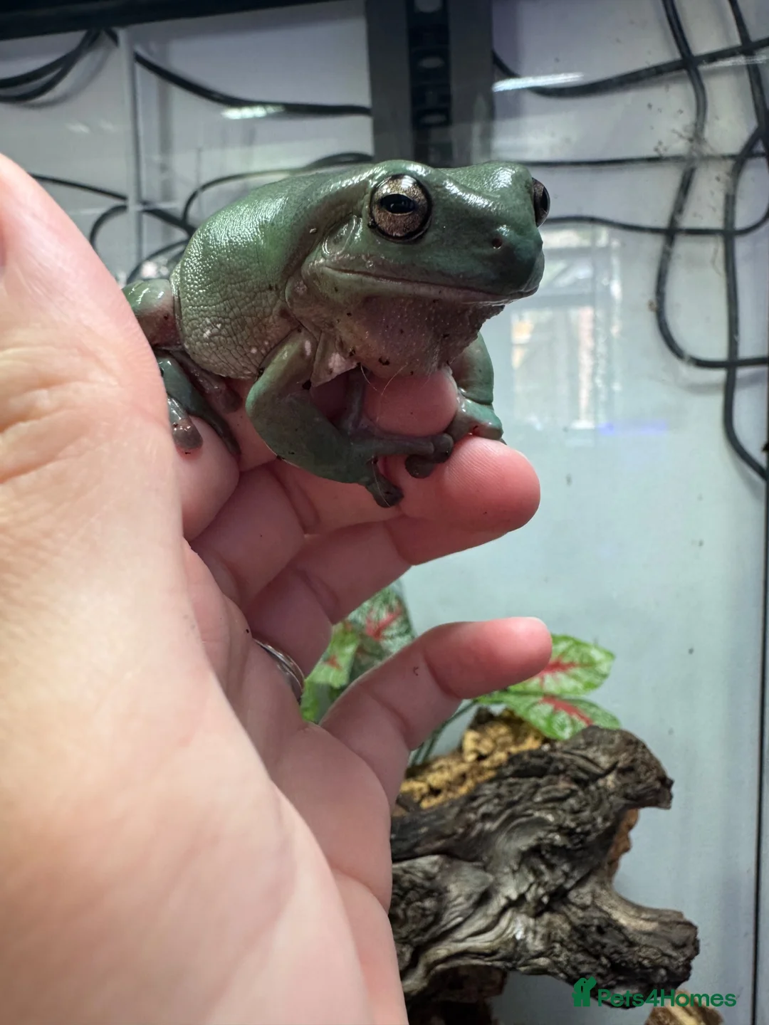 Frog reptiles for sale: 3 Whites tree frogs for sale  - Advert 1