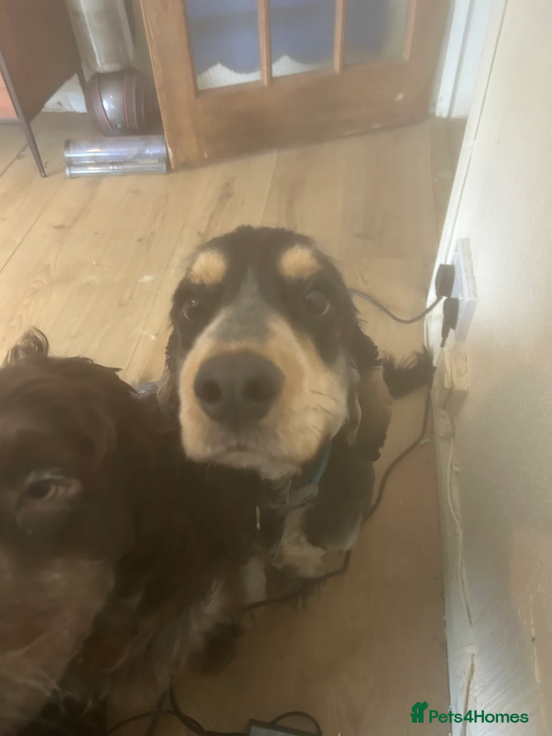 Cockapoo dogs for sale: Two puppies for sale under a year old  - Advert 7