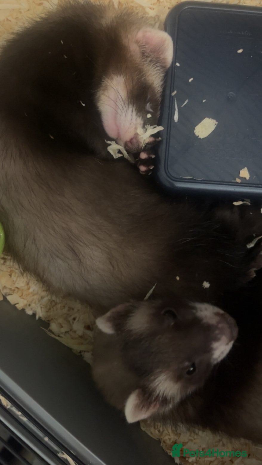 Ferret rodents two ferret hobs for sale - Advert 1