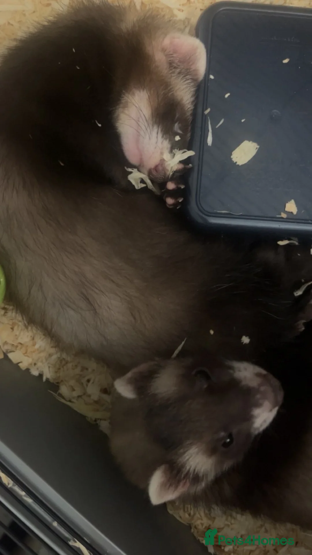 Ferret rodents for sale: two ferret hobs for sale - Advert 1