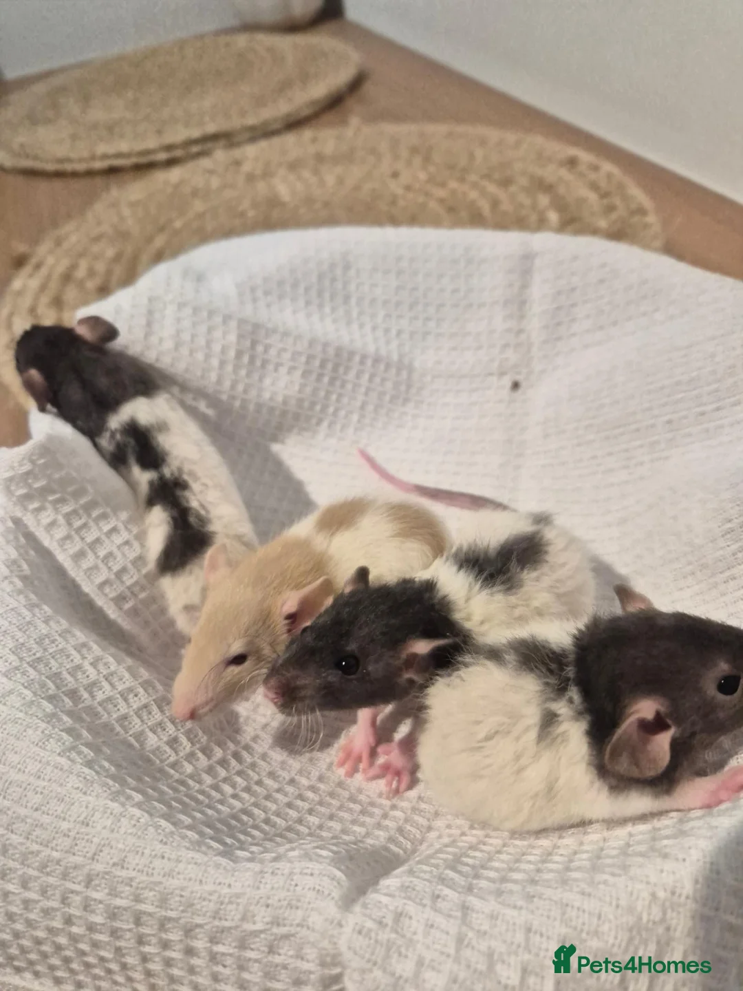 Rat rodents for sale: Baby rats Beautiful  - Advert 2