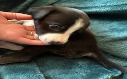 Mixed Breed dogs for sale: Beautiful whippet cross labrador(collie) puppies  - Image 24