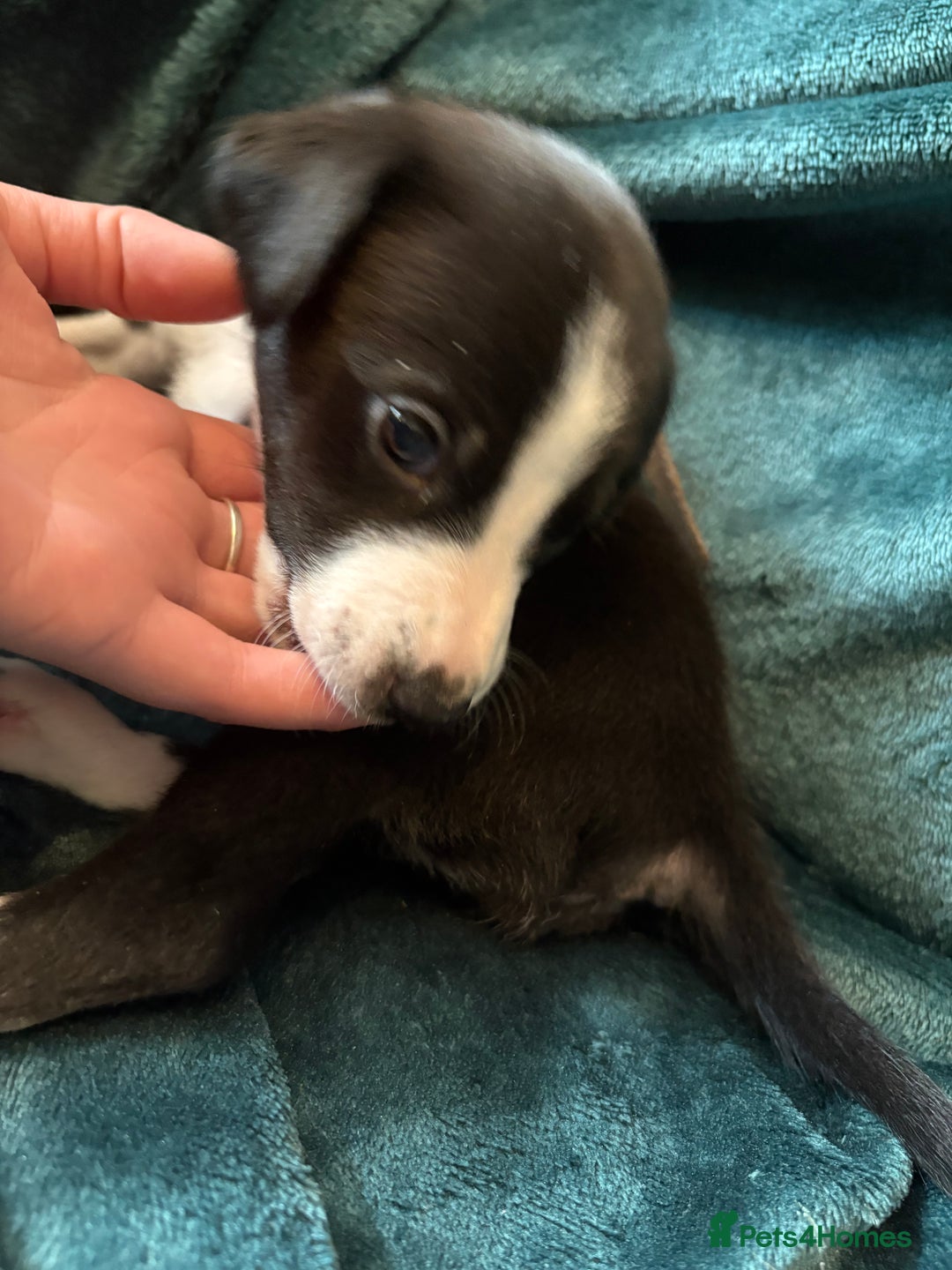 Mixed Breed dogs for sale: Beautiful whippet cross labrador(collie) puppies  - Image 24
