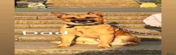 Belgian Shepherd Dog dogs for sale: Belgian Malinois Puppies  - Advert 2