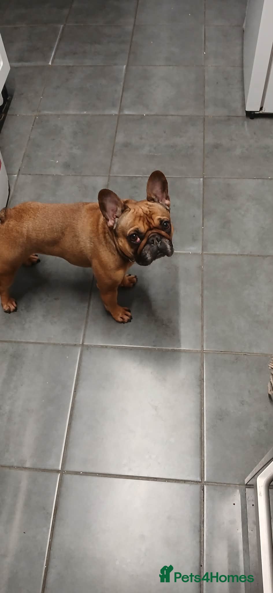 French Bulldog dogs Lola female Frenchie  - Advert 11