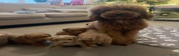 Miniature Poodle dogs for sale: Beautiful Miniature Poodle Puppies   - Advert 1