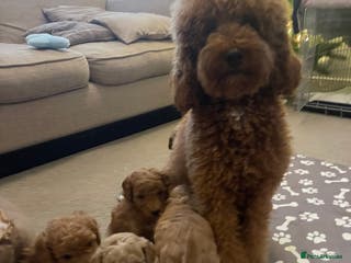 Miniature Poodle dogs Beautiful Miniature Poodle Puppies - Advert 17