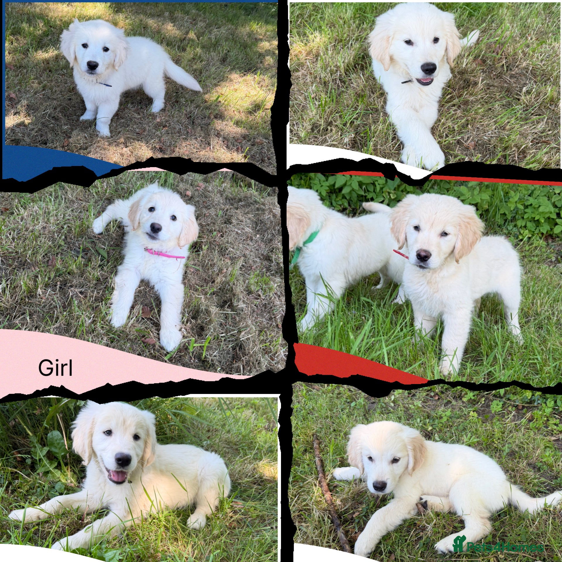 Golden Retriever dogs KC Registered Golden Retriever Pups  - Advert 1