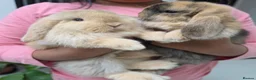 Mini Lop rabbits for sale: Purebred Minilops - 5 LEFT - Advert 3
