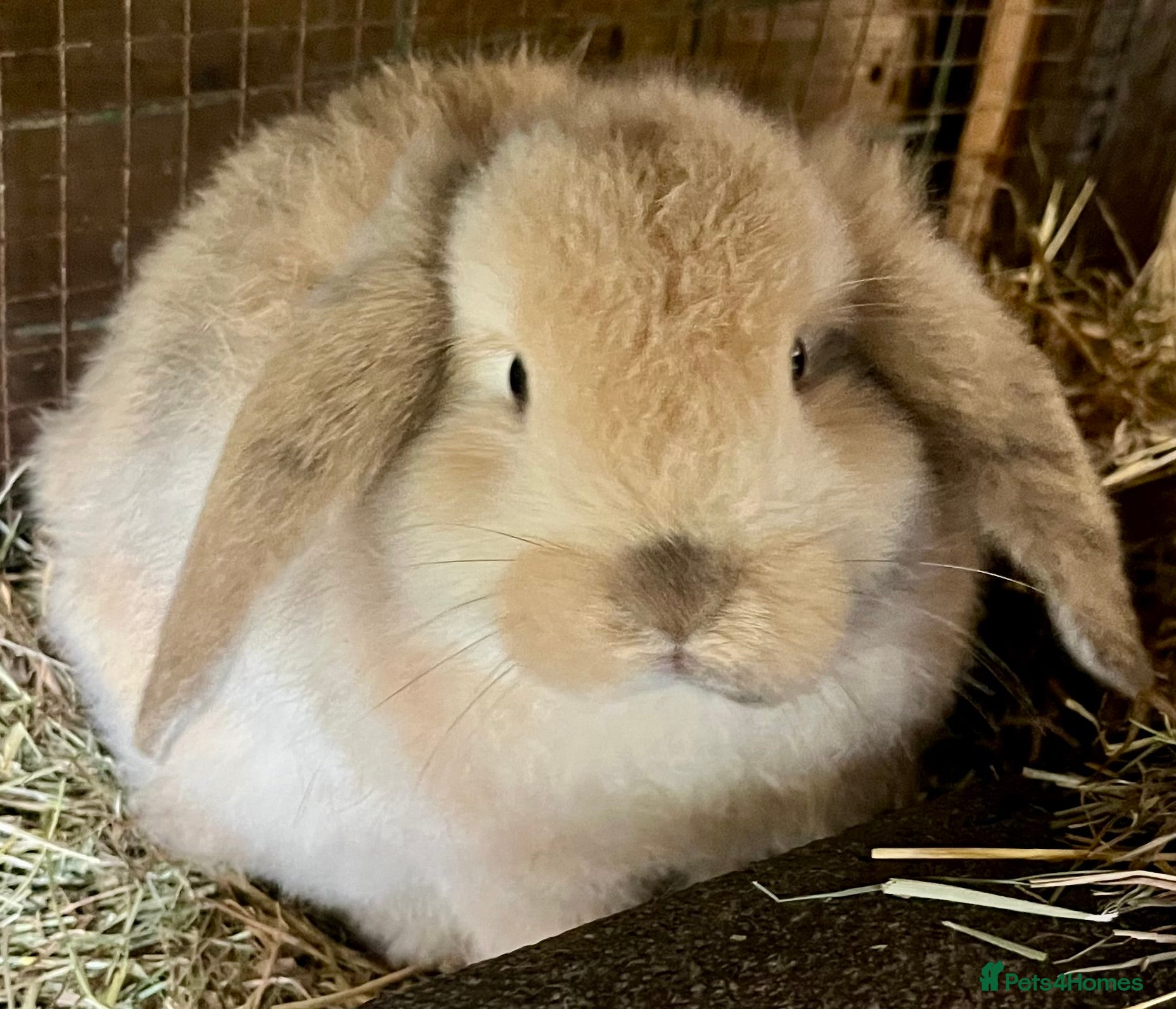 Mini Lop rabbits Baby Mini Lop Bunnies  - Advert 2