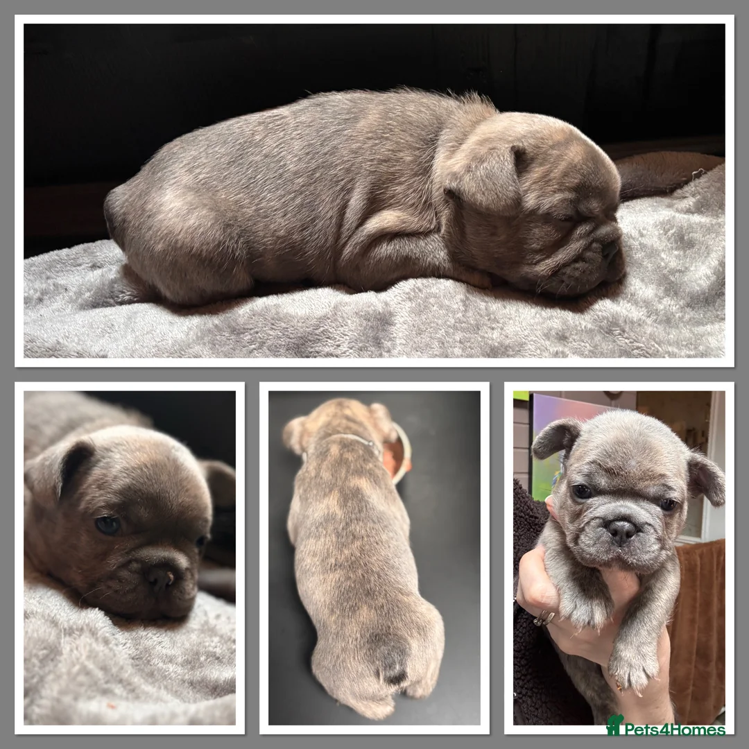 French Bulldog dogs for sale: Beautiful Frenchie Babies Seeking Forever Families - Advert 5