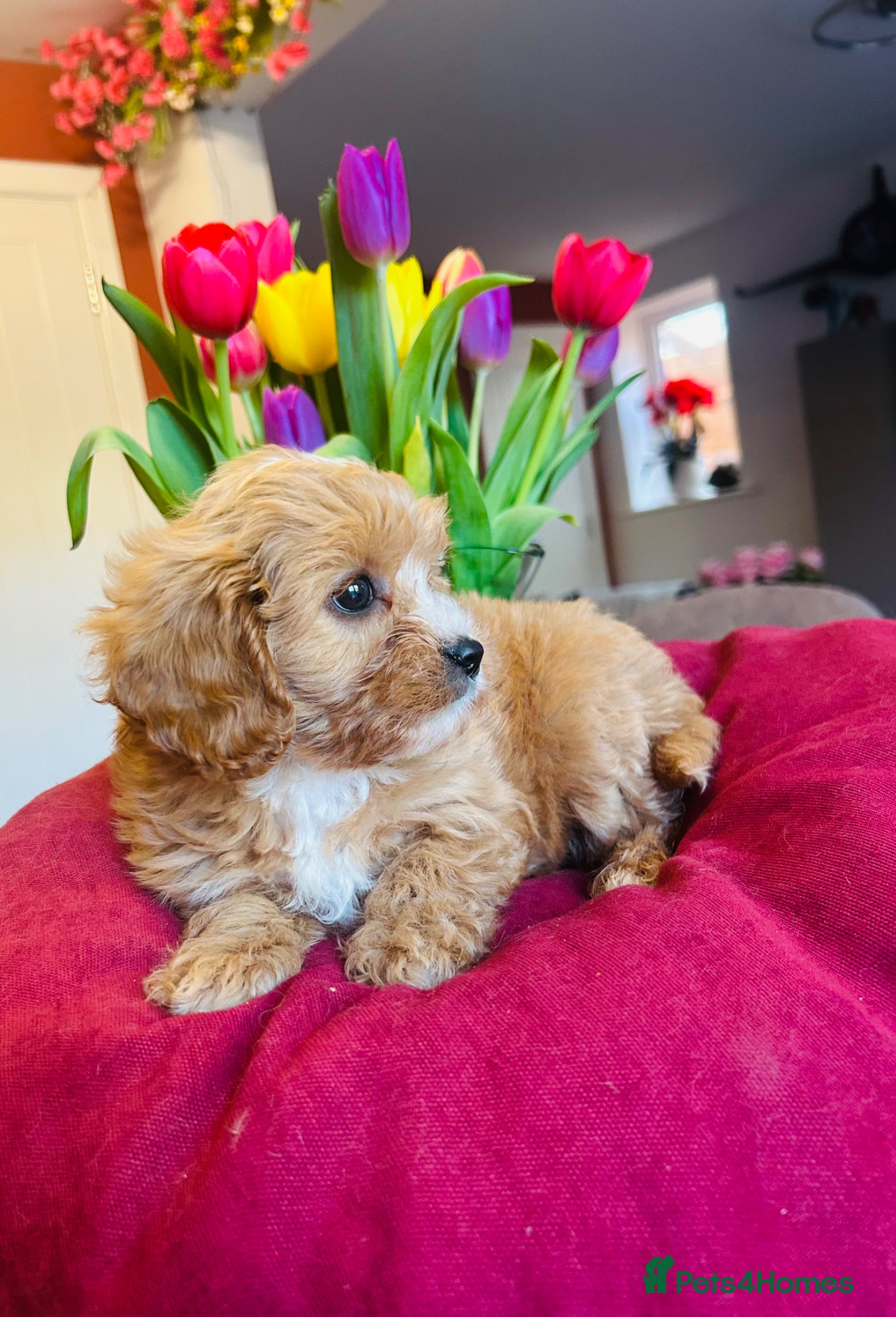 Cavapoo dogs Real life teddy bears  - Advert 2