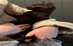 Mixed Breed cats for sale: Ragdoll x sphynx babies - Image 2