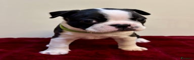 Boston Terrier Puppy 2