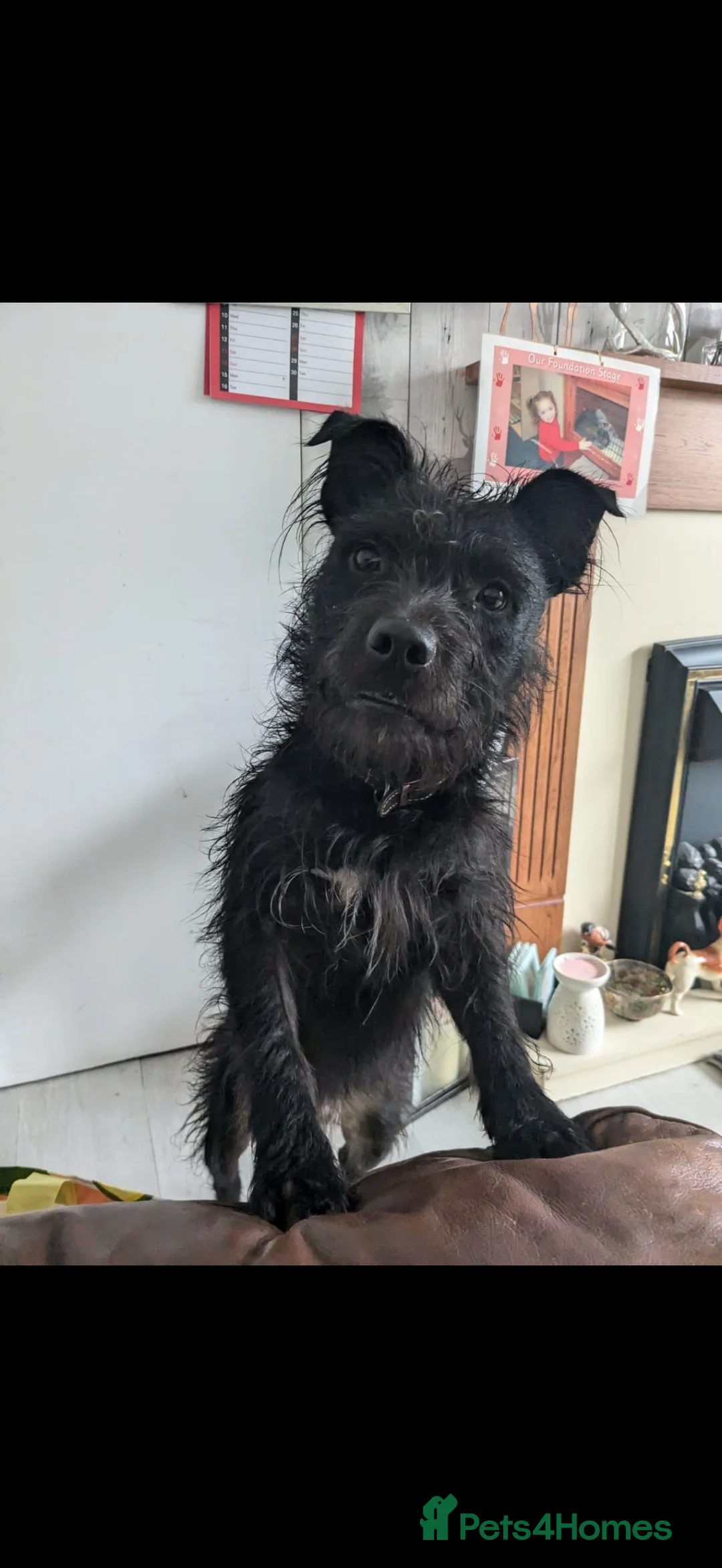Patterdale Terrier dogs for sale: Patterdale terrier puppies  in Hartlepool - Advert 2
