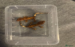 Gecko reptiles for sale: Baby Crested Geckos  - Image 5