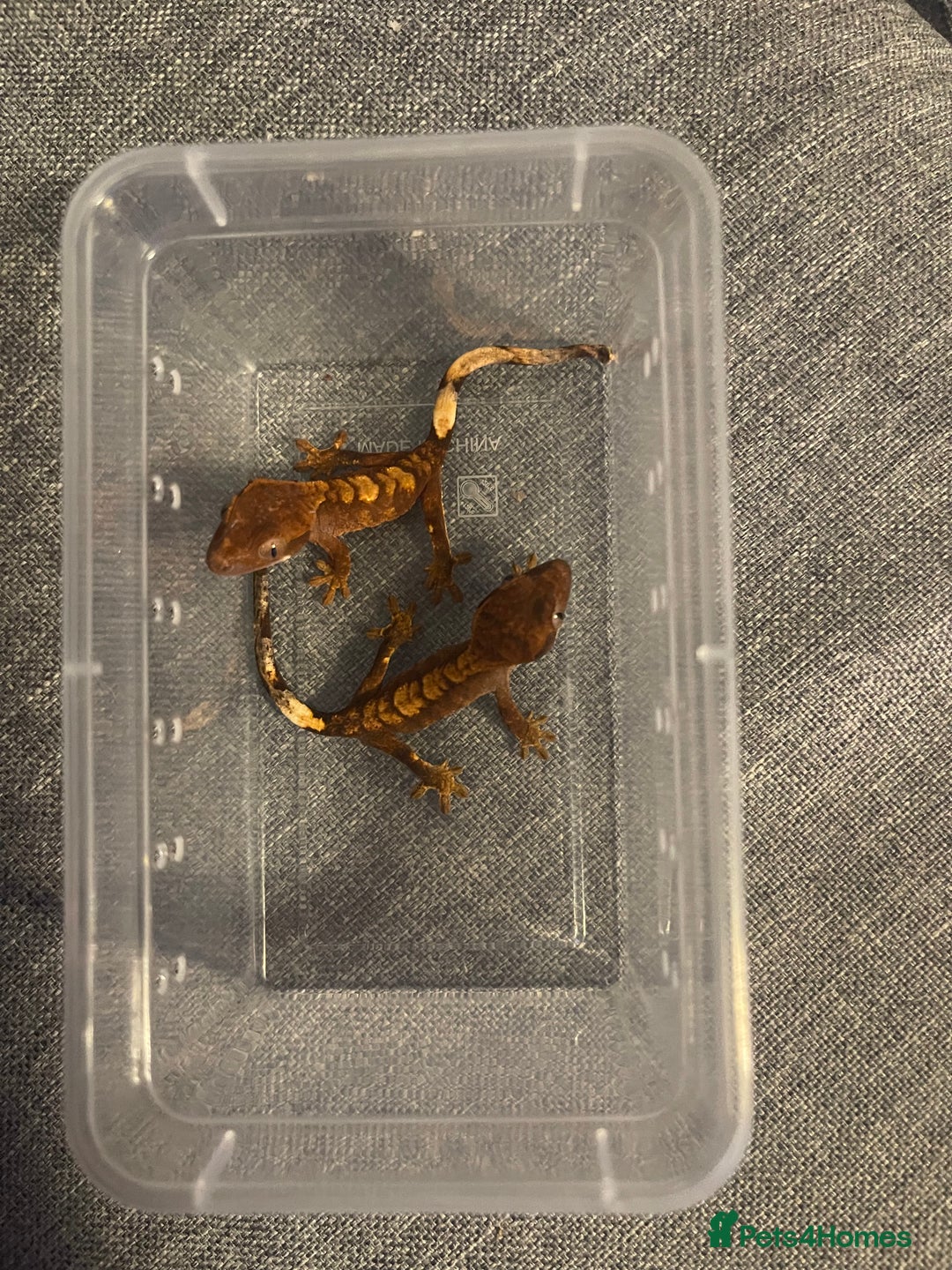 Gecko reptiles for sale: Baby Crested Geckos  - Image 5