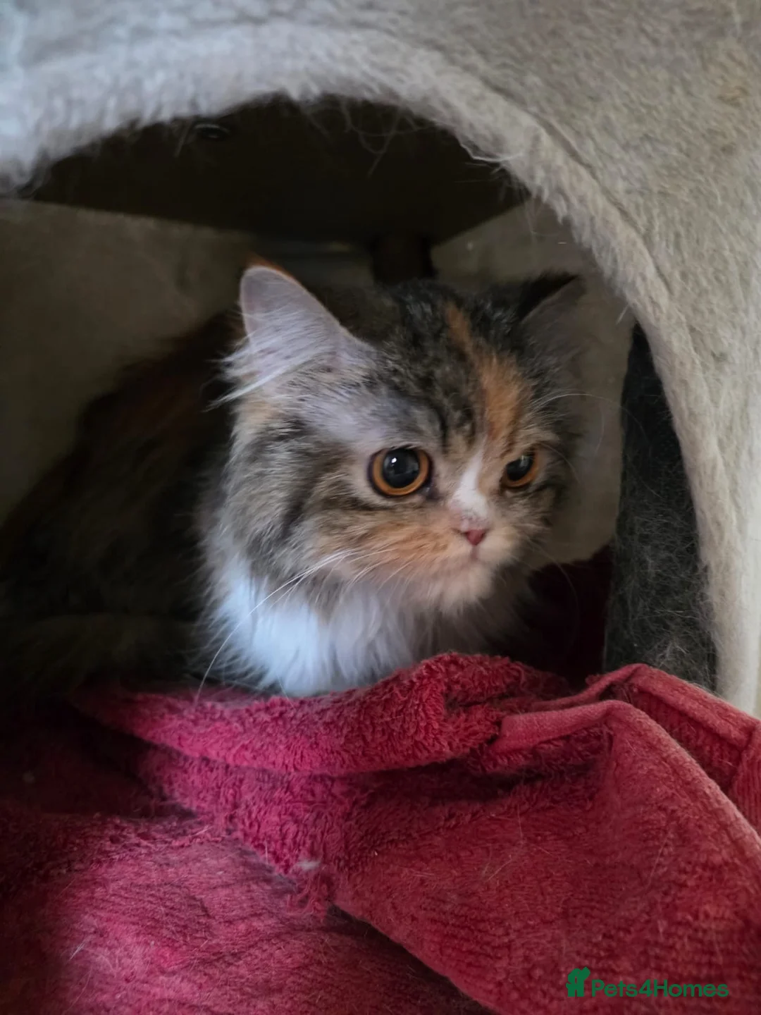 Mixed Breed cats for adoption: Mogwai - Advert 1