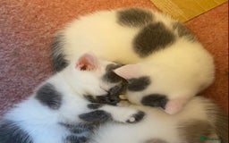 British Shorthair cats for sale: Show quality kittens direct IGrCh, GrCh & Ch lines - Image 13