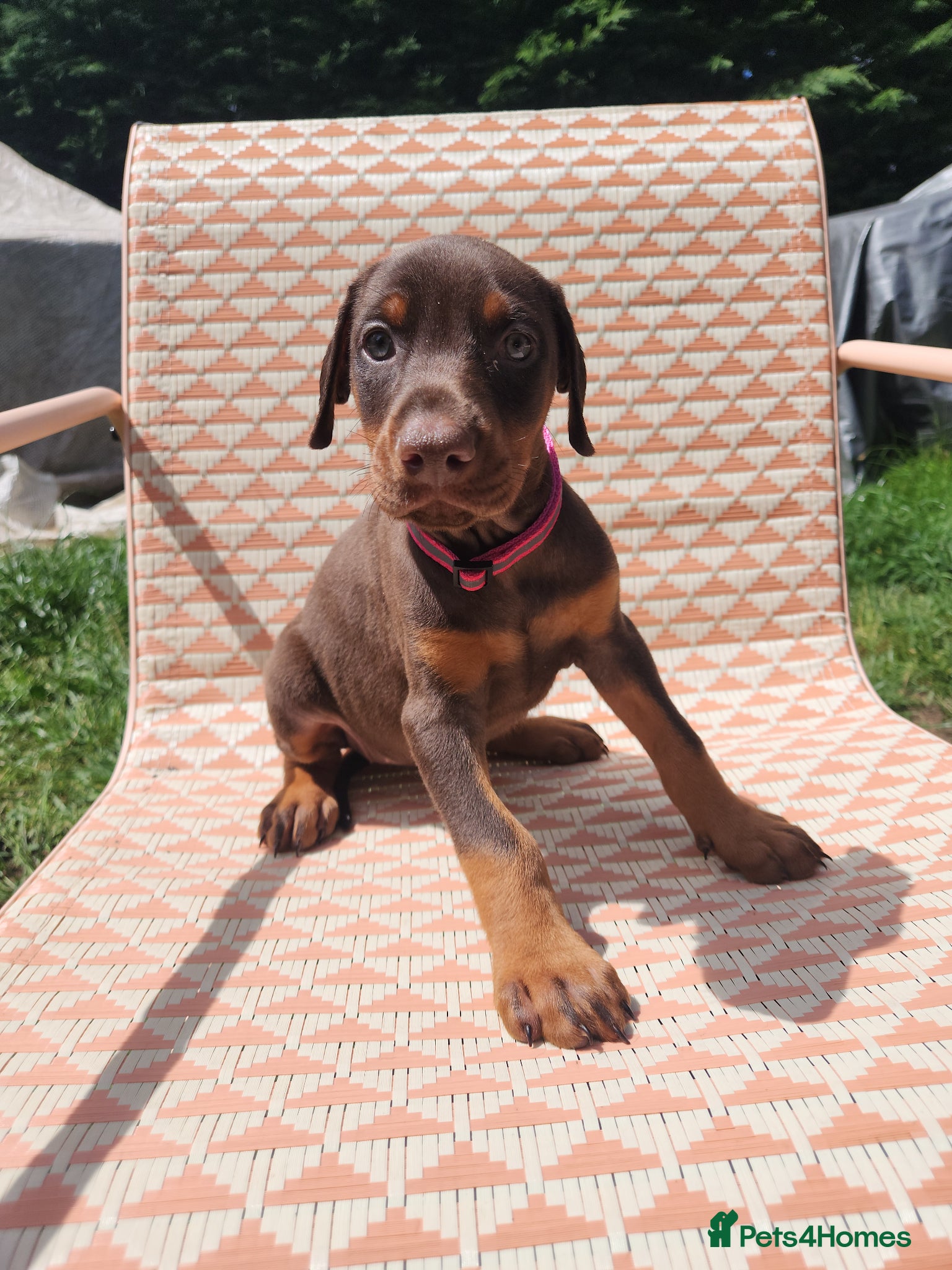 Dobermann dogs Doberman puppies beautiful temperament  - Advert 3
