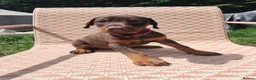 Dobermann dogs for sale: Doberman puppies beautiful temperament  - Advert 1