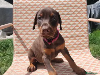 Dobermann dogs Doberman puppies beautiful temperament - Advert 3