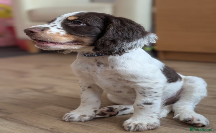 Cocker Spaniel dogs - Advert 1