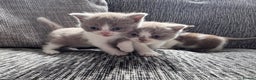 British Shorthair cats for sale: Sold - Lilac Bi colour BSH Boys Tica Registered - Advert 2