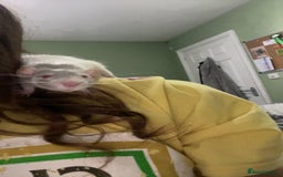 Rat rodents for sale: 3 dumbo rat girls in need of new home  - Image 6