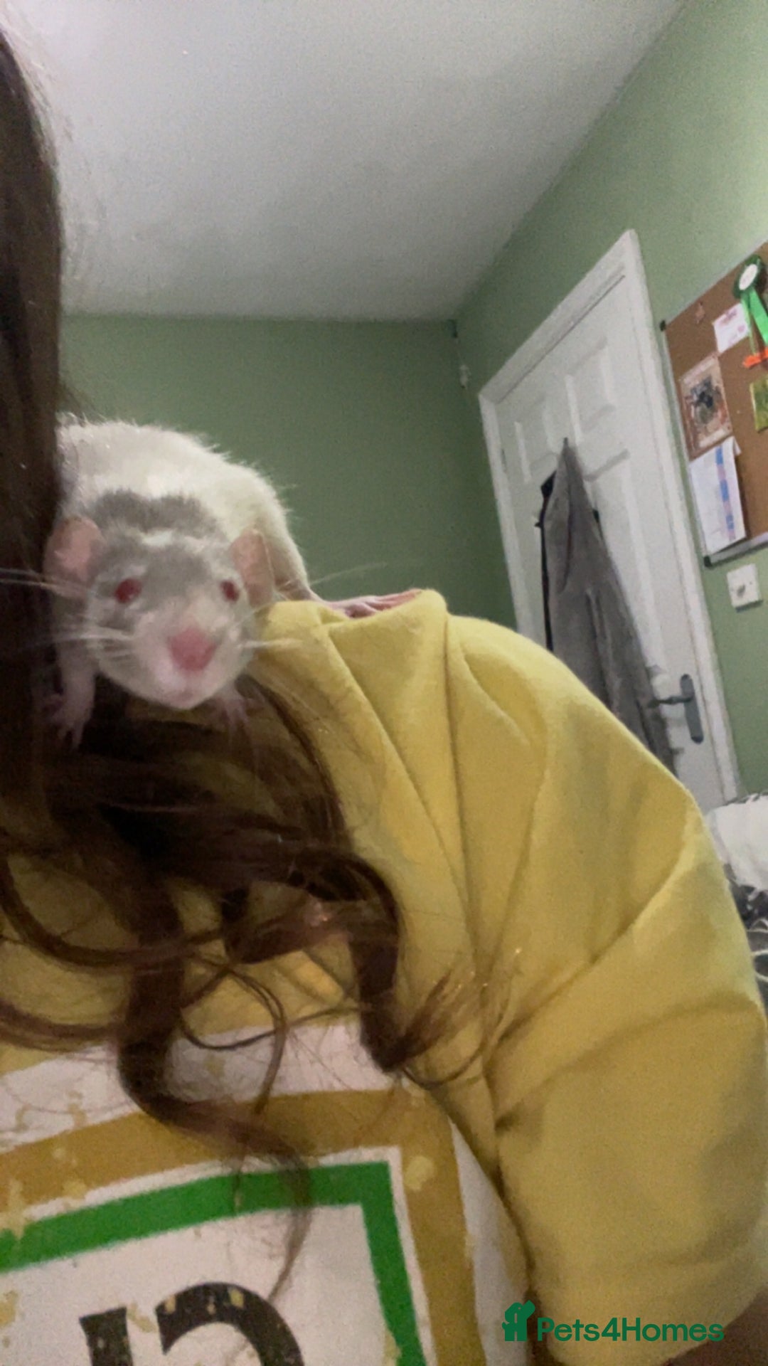 Rat rodents for sale: 3 dumbo rat girls in need of new home  - Image 6