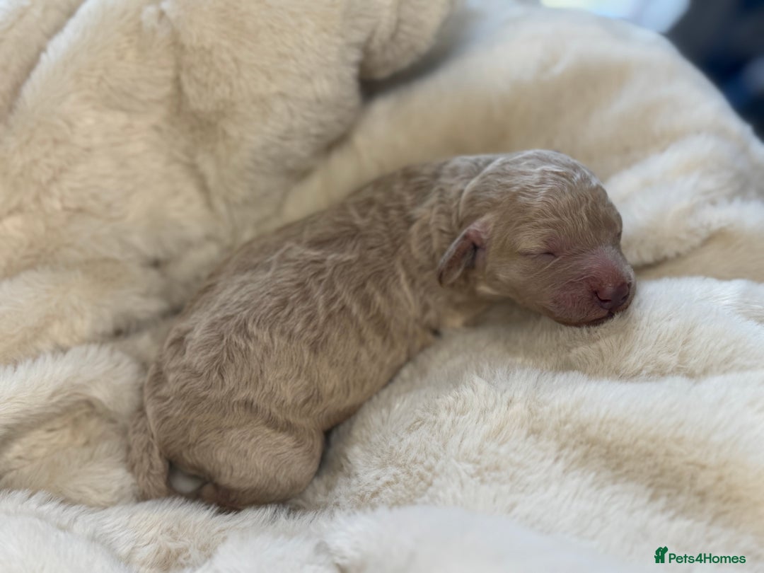 Mini Goldendoodle dogs for sale: Miniature Goldendoodle F1b Puppies - Advert 22