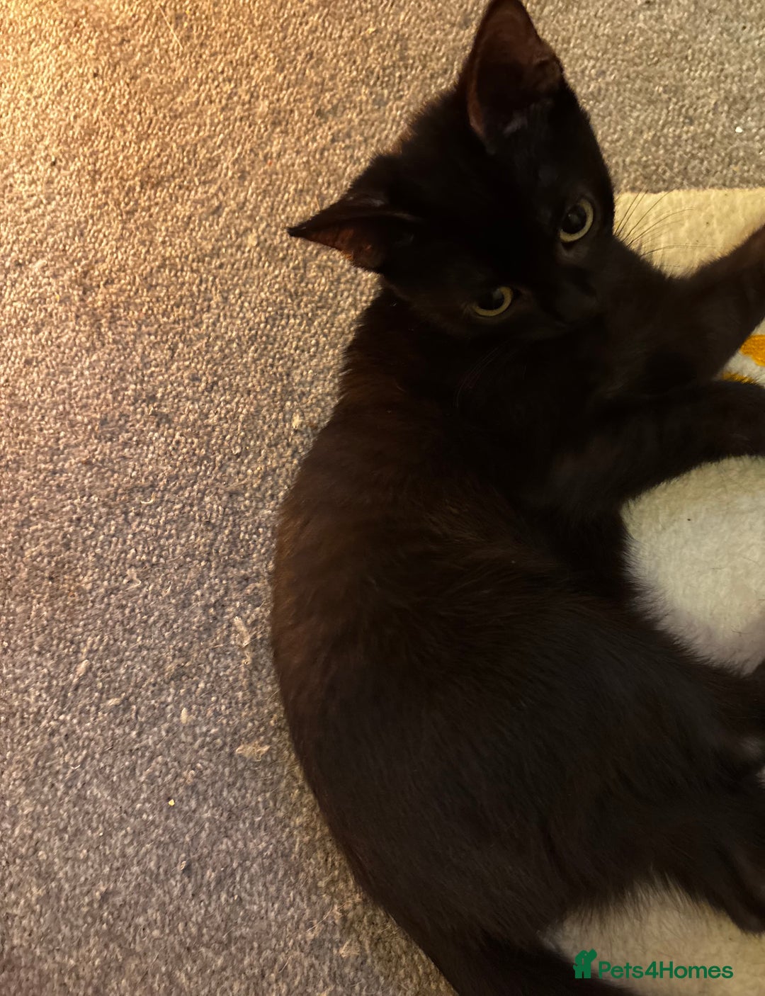 British Shorthair cats for sale: One black Female kitten urgently needs a new home - Advert 2