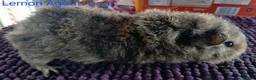 Guinea Pig rodents for sale: Rex and Funky boars and sows - Advert 15
