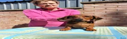 Dachshund dogs for sale: Miniature Smooth Haired Dachshund  in Wigston - Advert 5
