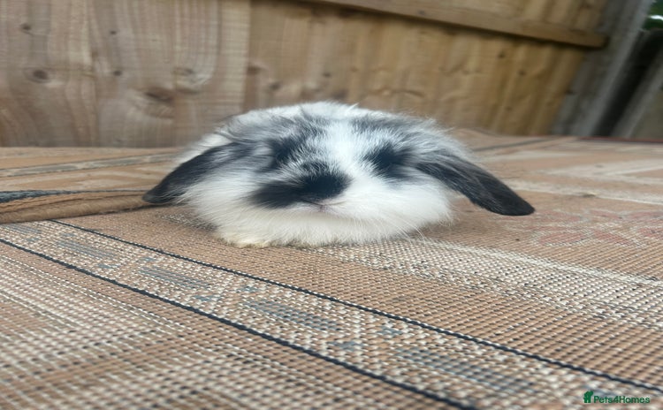 Mini Lion Lop rabbits - Advert 12