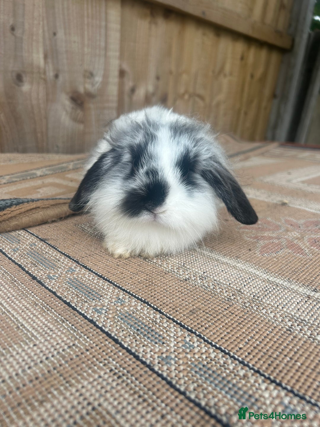 Mini Lion Lop rabbits for sale: Beautiful lion heap x lion lop - Image 1