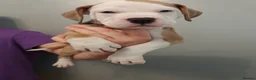 American Bulldog dogs for sale: American Bulldog Puppies - Advert 23