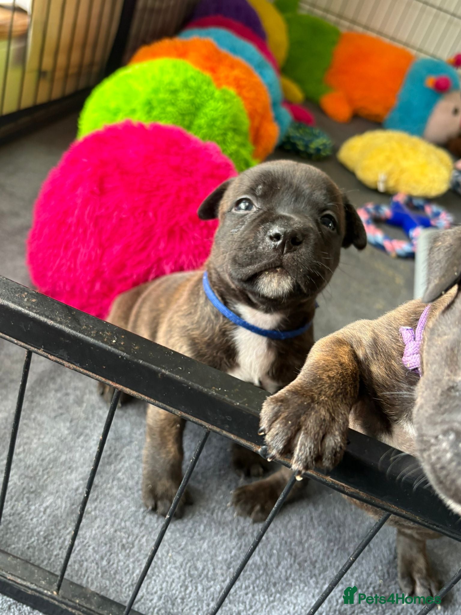 Staffordshire Bull Terrier dogs KC Brindle Staffordshire Bull Terriers.1 Male Left - Advert 1