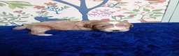Australian Labradoodle dogs for sale: Pure Australian labradoddle  - Advert 12