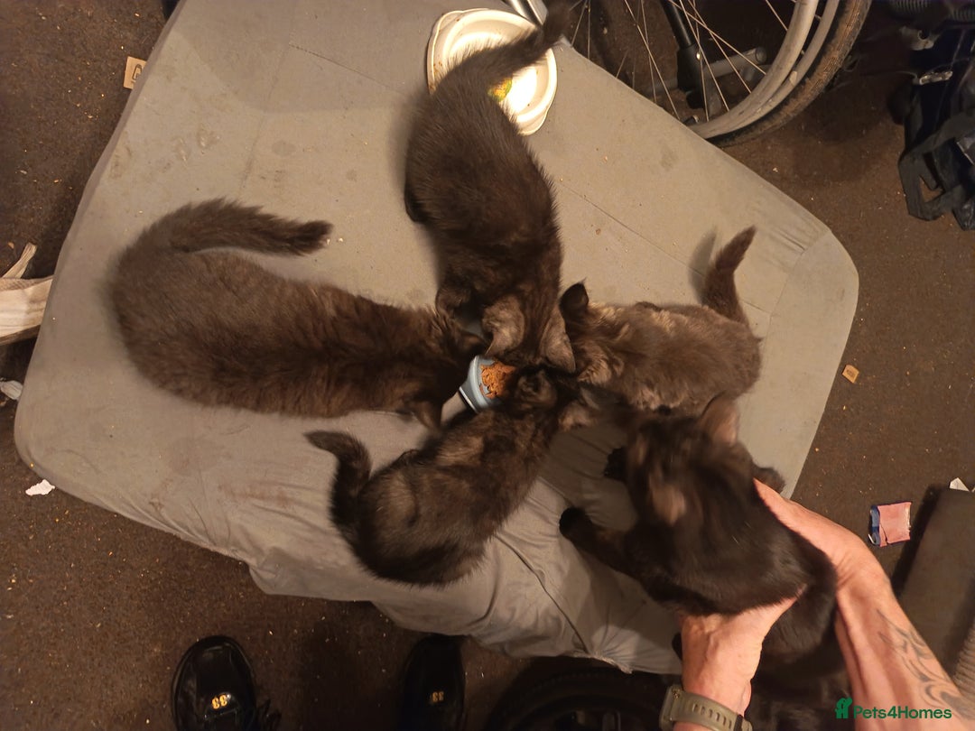 Mixed Breed cats for sale: Kittens - Advert 12