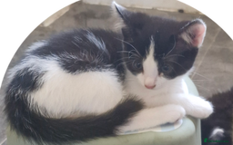 Mixed Breed cats for sale: Two very cute kittens  - Image 4