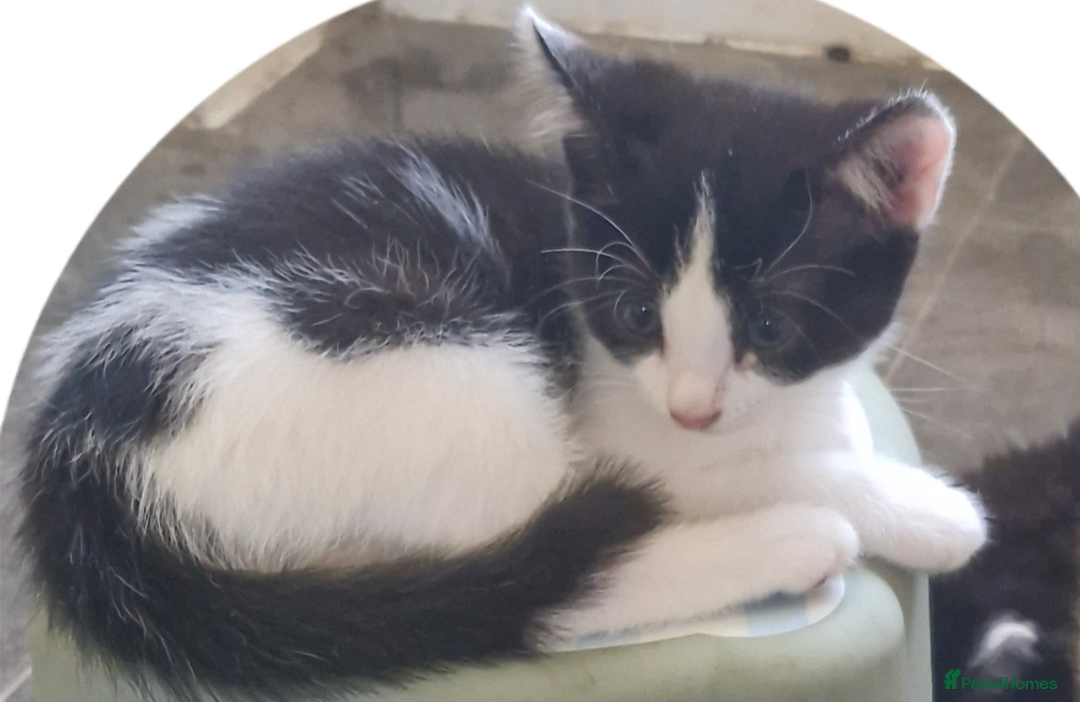 Mixed Breed cats for sale: Two very cute kittens  - Image 4