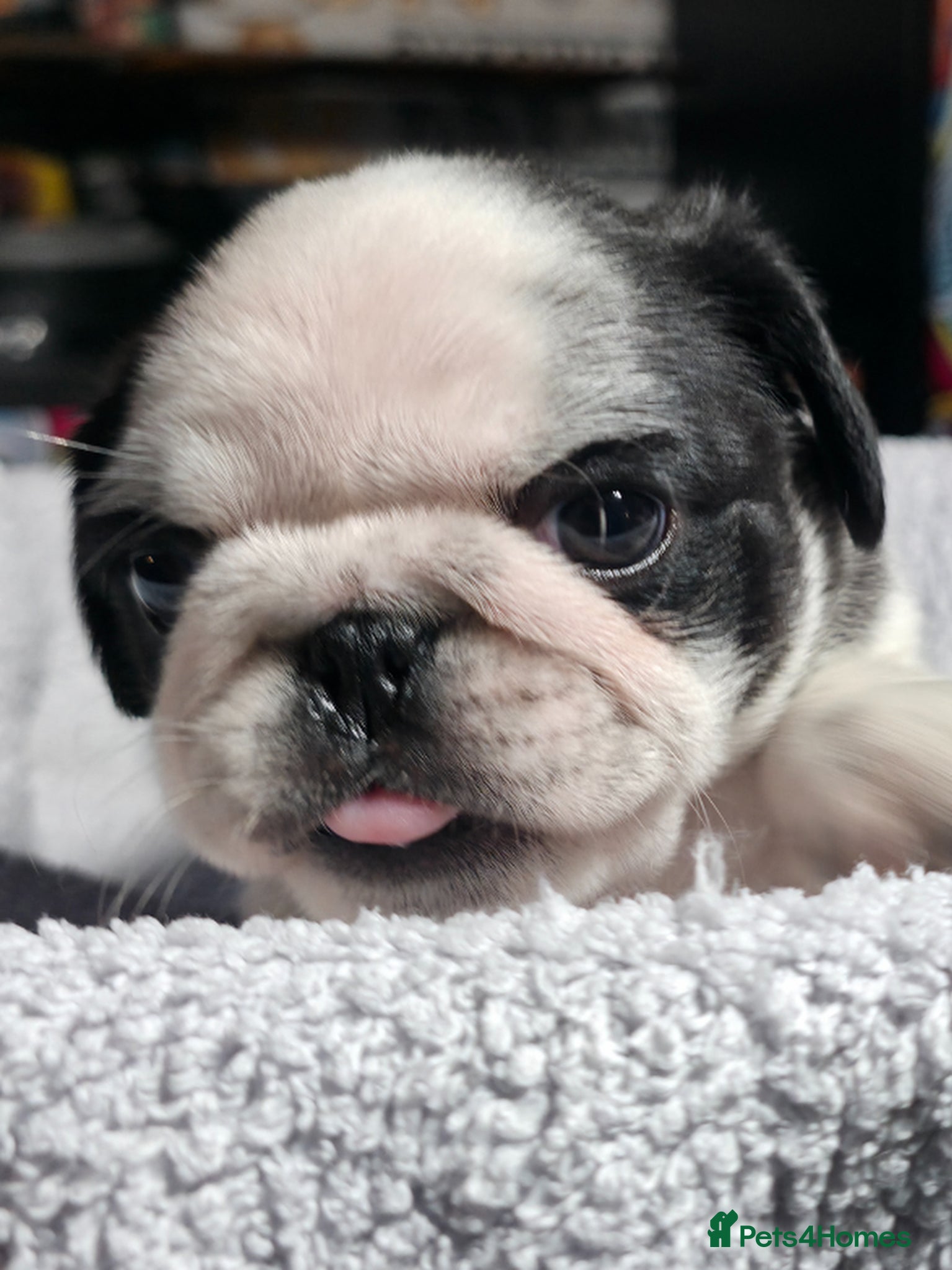 Pug dogs 5 Fluffy Panda/Black Pug Boys Await Loving Homes - Advert 4