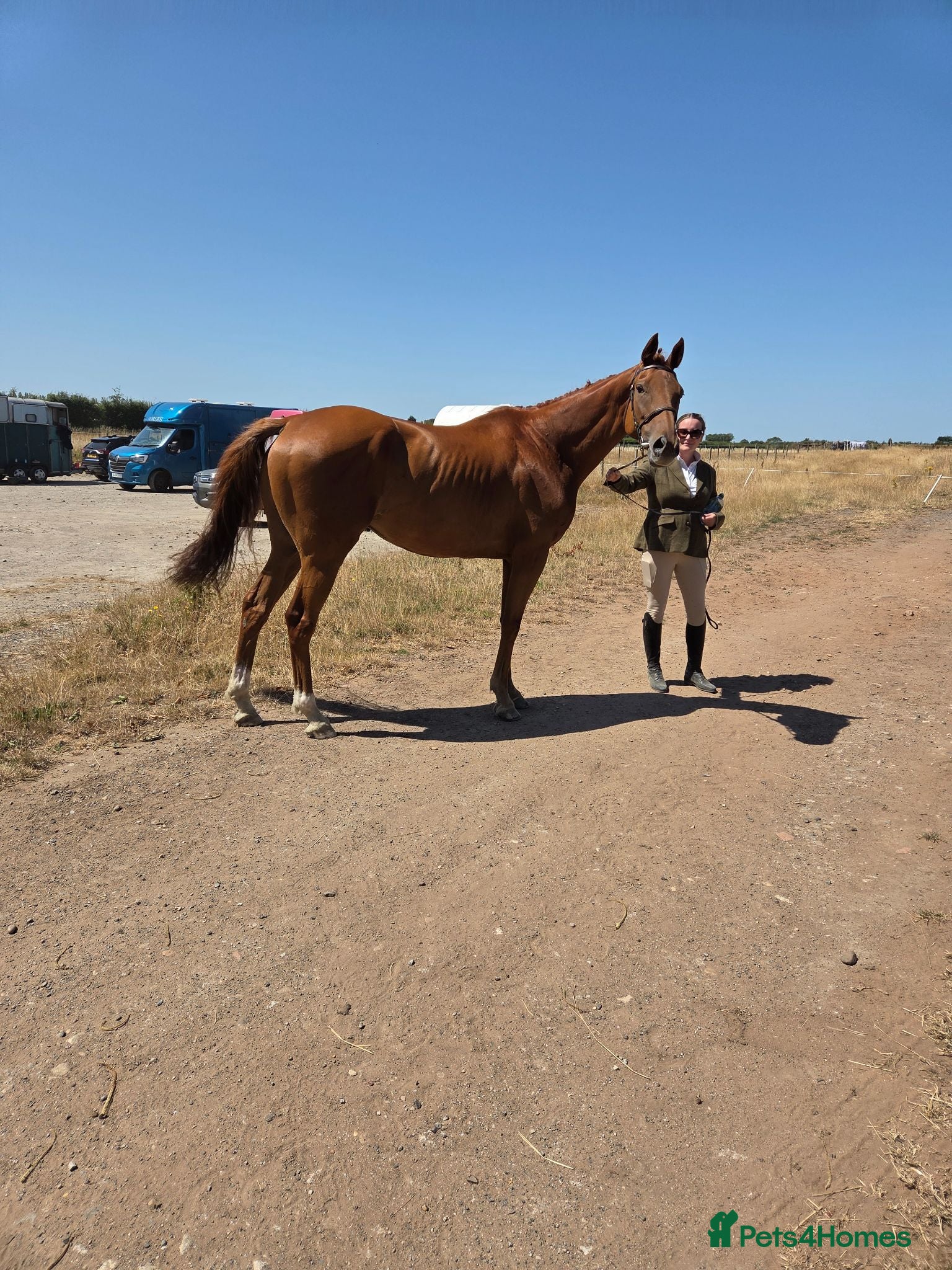 English Thoroughbred horses Two lovely thoroughbred  horses  - Advert 2