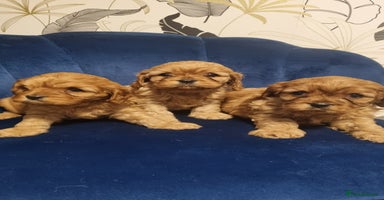 Cavapoo dogs - Advert 11