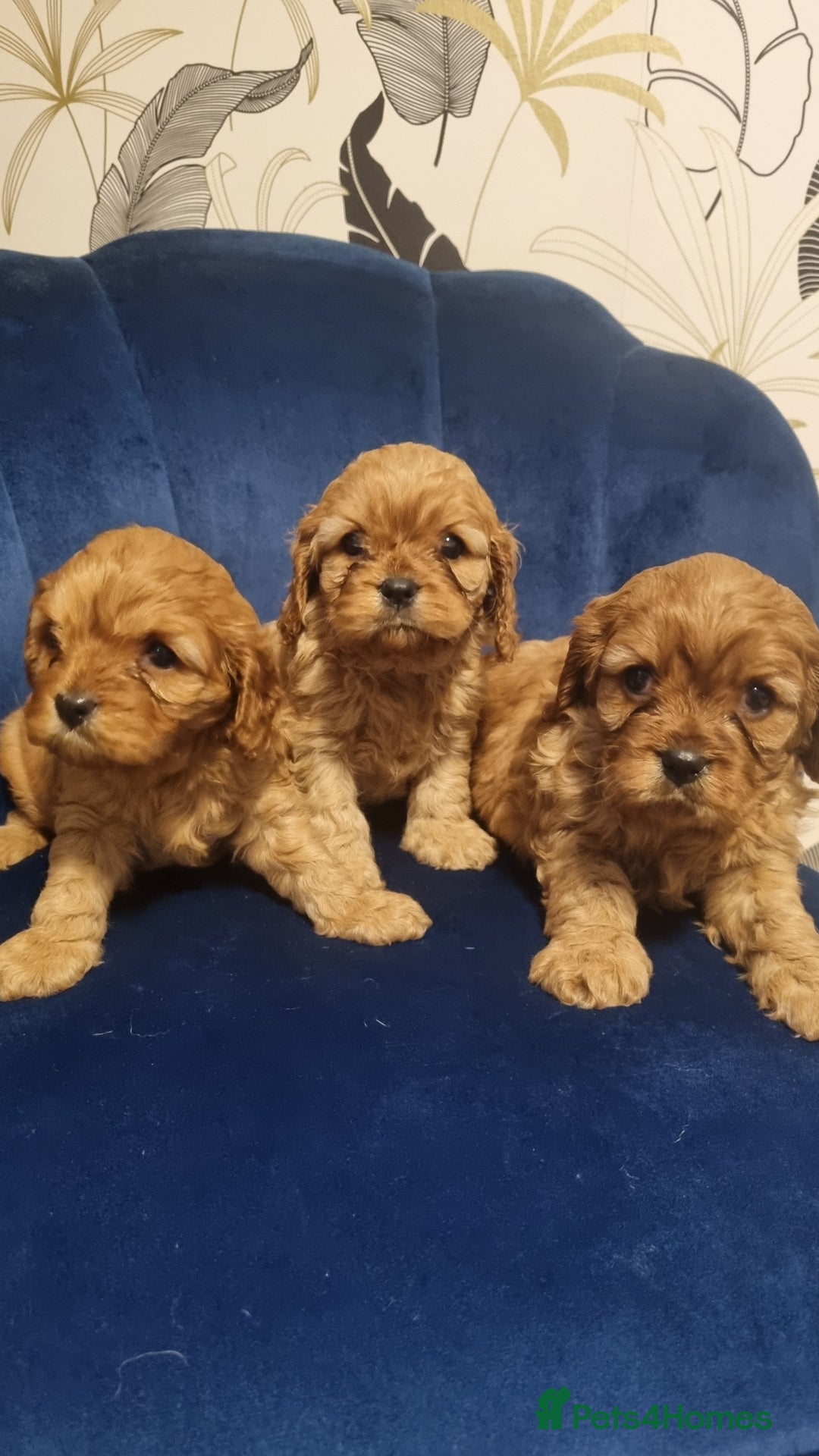 Cavapoo dogs for sale: beautiful fox red miniature cavapoo puppies - Image 4