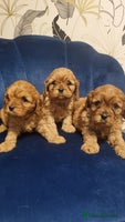 Cavapoo dogs - Advert 10
