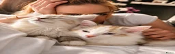 Ragdoll cats for sale: Ragdoll Kittens – Beautiful Blue-Eyed Babies - Advert 3